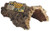 Zoo Med Natural Cork Bark Round Large