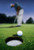 Posterazzi Golf Ball Near Cup Poster Print  11 x 17