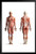 Male Human Anatomy Muscles Diagram Chart Black Wood Framed Art Poster 14x20
