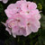 Outsidepride Geranium Appleblossom   25 Seeds