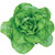 Burpee EZ Serve Lettuce Seed Tape 85 per tape