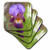 3dRose CST 4119 1 Purple Iris Soft Coasters Set of 4