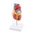MonMed Anatomical Heart Model Human Heart Anatomy Model  2 Part Heart Models Anatomy Life Size Medical Heart Model