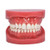 Dental Typodont Standard Teeth Model for Teaching Practice Demonstration Flossing Teeth Model for Study Adult Standard Teaching Model 1 Piece