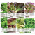 Seed Needs Lettuce Lovers Seed Collection  8 Individual Packets  Non GMO Seeds