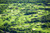 Posterazzi USA Hawaii Maui Aerial Gold And Emerald Golf Courses Wailea Poster Print  17 x 11