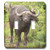 3dRose lsp 70869 2 Water Buffalo Hluhulwe Game Reserve South Africa AF42 MPR0035 Maresa Pryor Double Toggle Switch