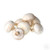 Champignon White Button Mushroom (Agaricus bisporus) Mycelium Spawn Dried Seeds (25g) by Garden Pleasure