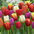 Van Zyverden Tulips Triumph Mixture Set of 50 Bulbs