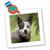 3dRose qs47891 Australian Cattle Dog Square Quilt Sheet 10 by 10Inch