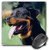 3dRose LLC 8 x 8 x 025 Inches Mouse Pad Rottweiler mp43781