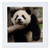 3dRose qs702062 Giant Panda Bears Wolong China Conservation ChinaAS07 POX0370Pete OxfordQuilt Square 6 by 6Inch