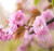 Big Pack  50 Japanese Weeping Cherry Tree Seed  Prunus subhirtella pendula Seeds  by MySeedsCo Big Pack  Weeping Cherry Big Pack  50 Japanese Weeping Cherry Tree Seed  Prunus subhirtella pendula Seeds  by MySeedsCo Big Pack  Weeping Cherry