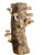 12 Shiitake Mushroom Log Grow Your Own Amazing Edible Mushrooms