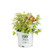 Double Play Candy Corn Spirea Spiraea Live Shrub Purple Flowersand Red and Yellow Foliage 1 Gallon