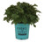 Bushel and Berry Raspberry Shortcake Dwarf Red Raspberry  Rubus Raspberry Shortcake  2 Gallon