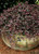 Southern Living Plant Collection SL05Q Purple Pixie Loropetalum 25 qt