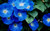 Heavenly Blue Morning Glory Large Packet of 1500 Seeds Untreated  by Seeds2Go