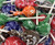 LaetaFood Tootsie Roll Lollipops Original Flavors Pops Candy  Chocolate Orange Cherry Grape Green Apple Raspberry  22 Pound Pack  50 Count