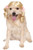 Rubies Blonde Cheerleader Pet Wig MediumLarge