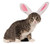 Rubies Bunny Ears for Your Pet SmallMedium White Pink