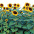 Burpee Sunforest Mix Sunflower Seeds 100 seeds