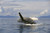 Posterazzi Alaska Frederick Sound Humpback Whale Megaptera Novaeangliae Breaching Poster Print 19 x 12
