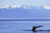 Posterazzi Alaska Frederick Sound Humpback Whale Megaptera Novaeangliae Fluke With Snowcapped Mountains Background Poster Print 19 x 12