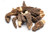 Slofoodgroup Dried Morel Mushrooms Morchella Conica Gourmet Morel Mushrooms 15 Morel Mushrooms Slofoodgroup Dried Morel Mushrooms Morchella Conica Gourmet Morel Mushrooms 15 Morel Mushrooms