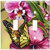 Art Plates - Monarch & Flowers Switch Plate - Double Toggle
