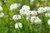 White Dutch Clover Seed Flowering Seeds for Wildlife Food Plots  Soil Erosion Control 10000 Seeds