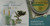 Davidsons Tea Single Serve White Peach 100Count Tea Bags