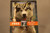 White Fang