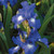 Van Zyverden 21502 Bearded IrisCity LightsSet of 3 Roots Flower Bulbs 1 Blue with White Accents