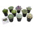Altman Plants Echeveria Succulents Live Plants 9 Pack Assorted 35 Potted Succulents Plants Live House Plants in Cacti and Succulent Soil Wedding Party Favors Cactus Plants Live Indoor Plants