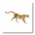 3dRose ht2209353 Print of Cheetah Loping Iron on Heat Transfer for White Material 10 x 10