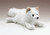 Arctic Fox 12" by Wild Life Artist
