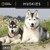 National Geographic Huskies 2021 Wall Calendar