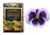 Homegrown Packet Pansy Seeds Bulk Seeds White Purple 170