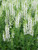 Perennial Farm Marketplace Salvia n Snow Hill Sage Perennial 1 Quart White Spikes