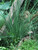 Perennial Farm Marketplace Juncus inflexus Blue Arrows Rush Ornamental Grass Size#1 Container Bluish Green Foliage
