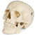 Medical Anatomical Skull Model  3 Parts  Life Sized Human Mold