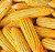 1 LB (1,600+ Seeds) Reid's Yellow Field Corn Seed (OP) open pollinated variety - Non-GMO Seeds By MySeeds.Co (1 LB Reid Yellow Corn)
