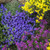 Outsidepride Aubrieta Rock Cress Cascade Blue Seeds  1000 Seeds