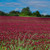 Outsidepride Crimson Clover Seed NitroCoated Inoculated  14 LB