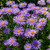 Outsidepride Aster Blue Flower Seed  2000 Seeds