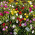 Outsidepride Four OClock Flower Seed Plant Mix  14 LB