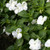 Outsidepride Impatiens Baby White  1000 Seeds