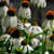 Outsidepride Echinacea White Swan  500 Seeds