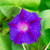 Outsidepride Morning Glory Grandpa OTT  250 Seeds Outsidepride Morning Glory Grandpa OTT  250 Seeds